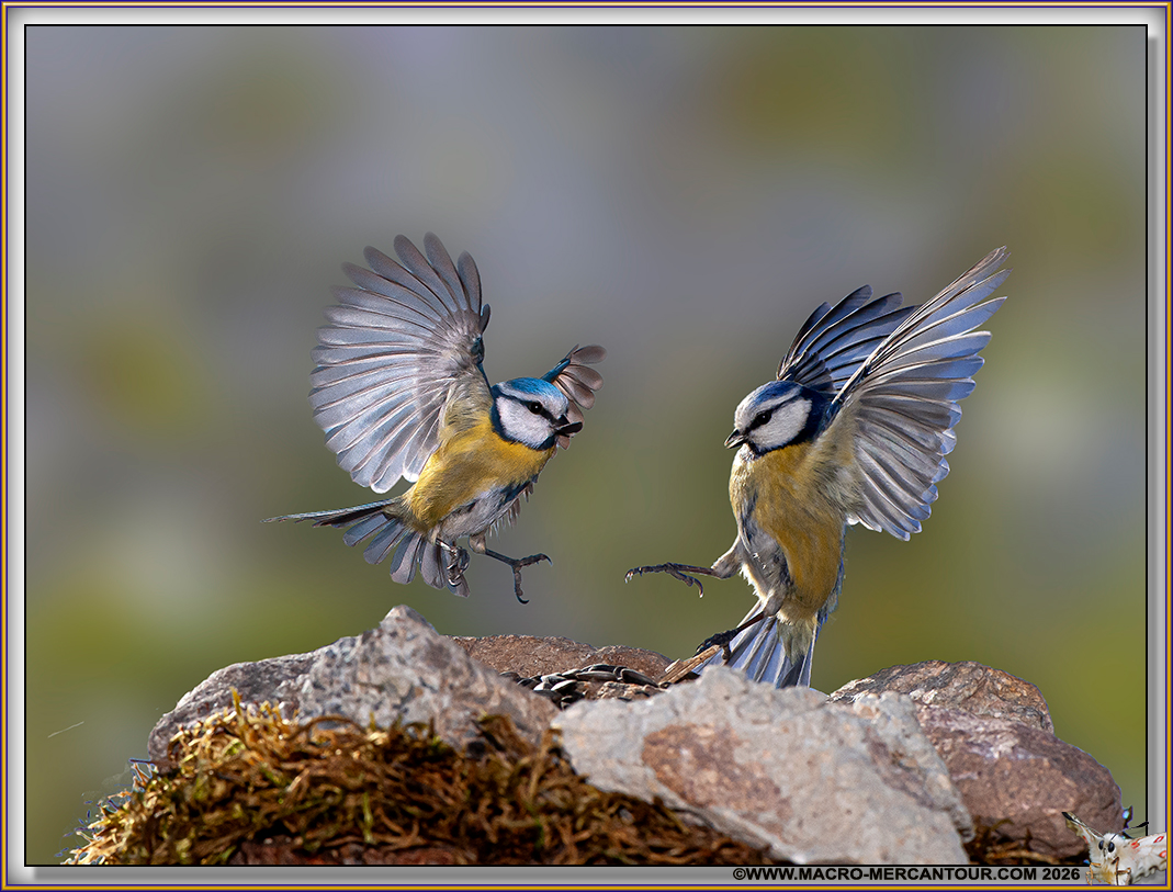 M&eacute;sange bleue